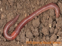 Презентация к уроку биологии на тему Кто живет в чужих телах