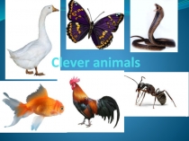 Презентация по английскому языку на тему  Clever animals (2 класс)
