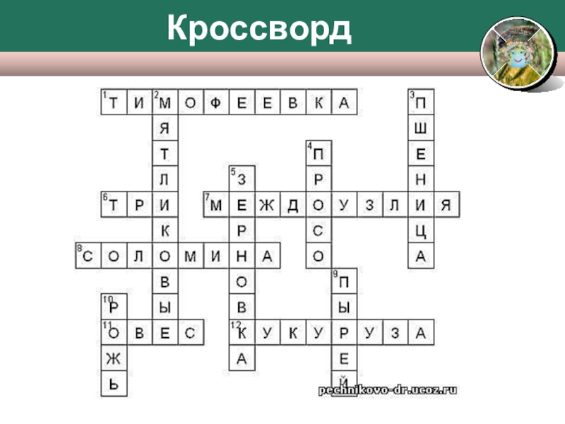 Кроссворд корень. Кроссворд по биологии на тему корень. Кроссворд корень биология. Кроссворд по биологии 6 класс корни. Кроссворд корень 6 класс биология.