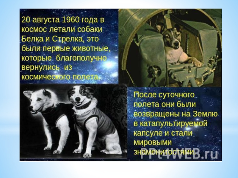 Напиши кто первым побывал в космосе. Кто первый полетел в космос из животных. Имена всех собак летавшие в космос. Собаки побывавшие в космосе до Гагарина.