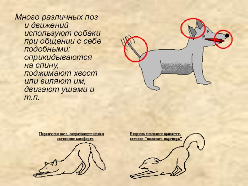 Собаки используют