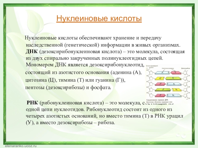 Обеспечивает передачу наследственной информации. Хранение и передачу наследственной информации обеспечивают. Хранение и передачу генетической информации обеспечивают. Нуклеиновые кислоты хранят и передают наследственную информацию. Нуклеиновые кислоты хранят и передают наследственную.