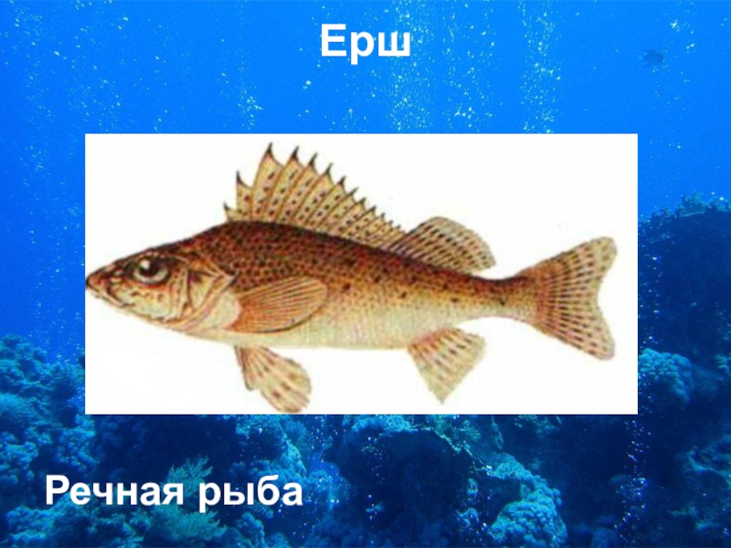 Картинка для детей рыбка ерш