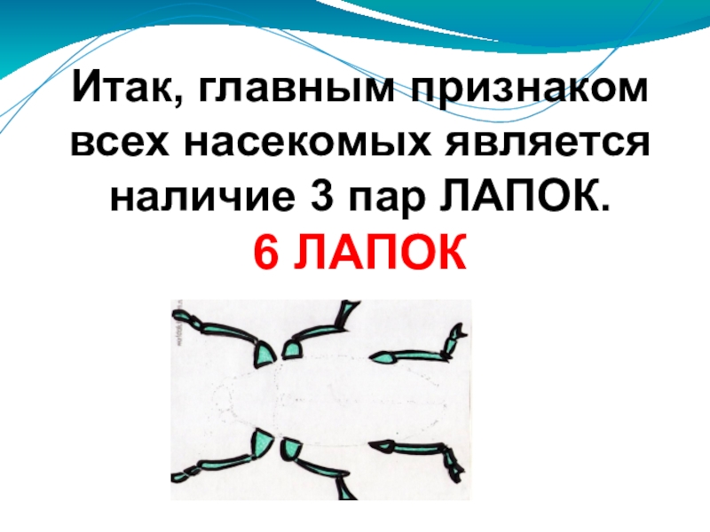 Наличие является главным. Признаки насекомых. Главные признаки насекомых. Основной признак насекомых. Какие основные признаки насекомых.