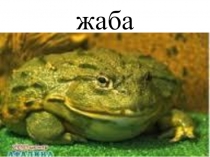 Детская презентация по окружающему миру Жаба 4 класс