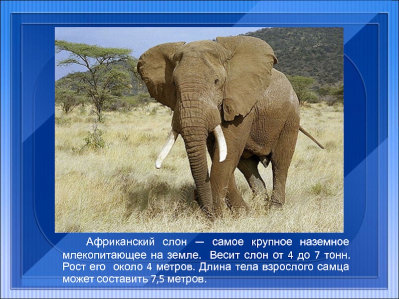 Африканский слон — самое крупное наземное млекопитающее на земле. Весит слон от 4 до 7