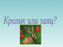 Исследовательская работа Кролик или заяц