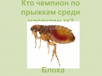Презентация по окружающему миру на тему Жизнь насекомых весной (2 класс)