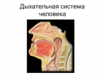 Дыхательная система человека 8 класс