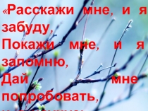 Презентация по биологии Почки. Внешнее и внутреннее строение