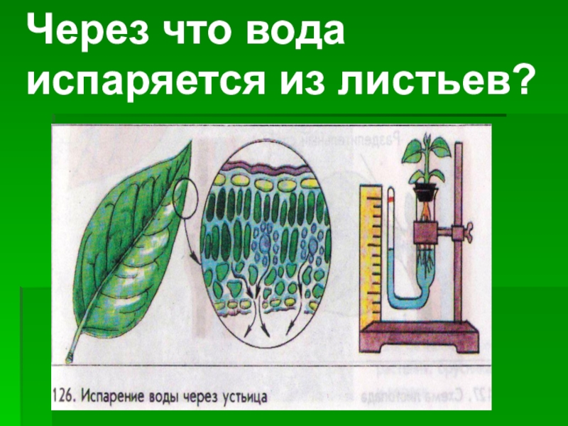 Проект испарение воды листьями