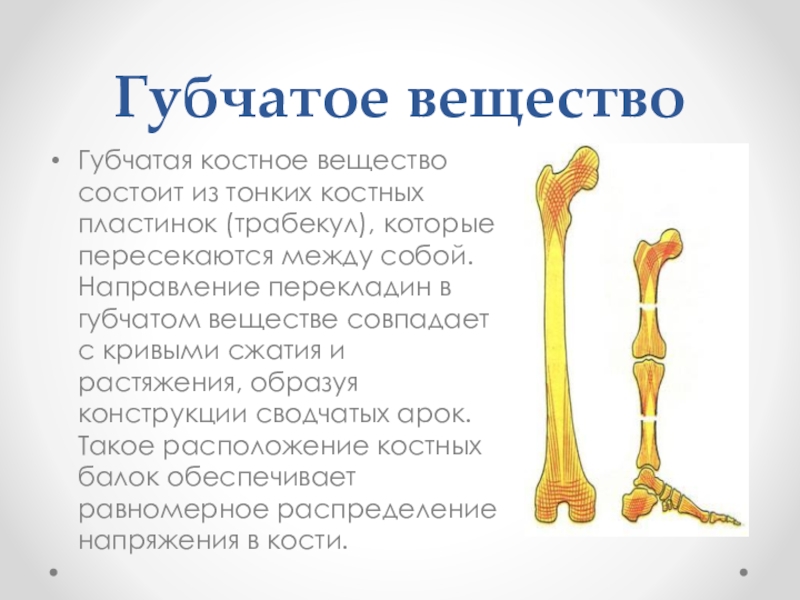 Костные перекладины. Костные перекладины в губчатом веществе. Трабекул) губчатое вещество. Губчатое костное вещество. Тонкие костные перекладины.