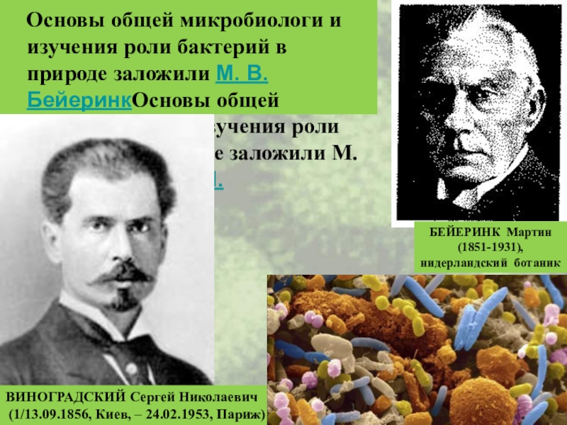 Н м в биологии. М В Бейеринк и с н Виноградский вклад в биологию. Виноградский микробиология. Виноградский вклад в микробиологию.