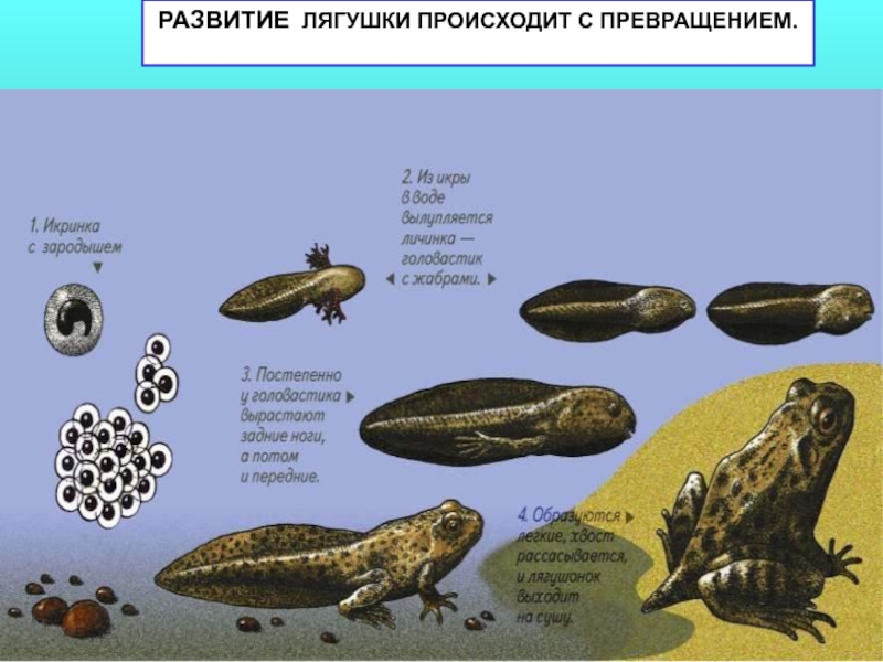 Развитие земноводных. Развитие развитие лягушки происходит с превращением.. Размножение и развитие земноводных. Особенности развития земноводных. Развитие земноводных происходит с превращением или без превращения.