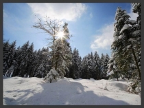 Презентация к уроку по окружающему мир на тему Как помочь птицам зимой ?(1 класс)