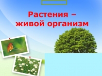 Презентация по биологии РАСТЕНИЯ - ЖИВОЙ ОРГАНИЗМ 6 класс