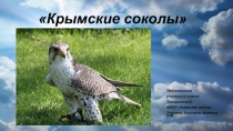 Презентация по биологии на тему Крымские соколы (7 класс)