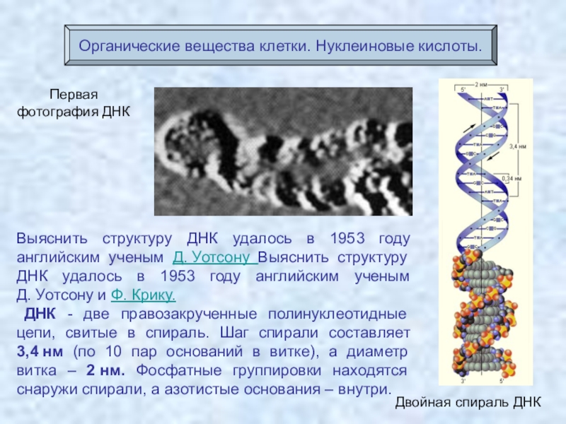 Презентация о днк