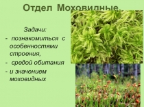 Презентация по биологии на тему Моховидные. Строение и размножение ( УМК Биология. Многообразие живых организмов В.Б.Захаров, Н.И. Сонин, 7 класс)