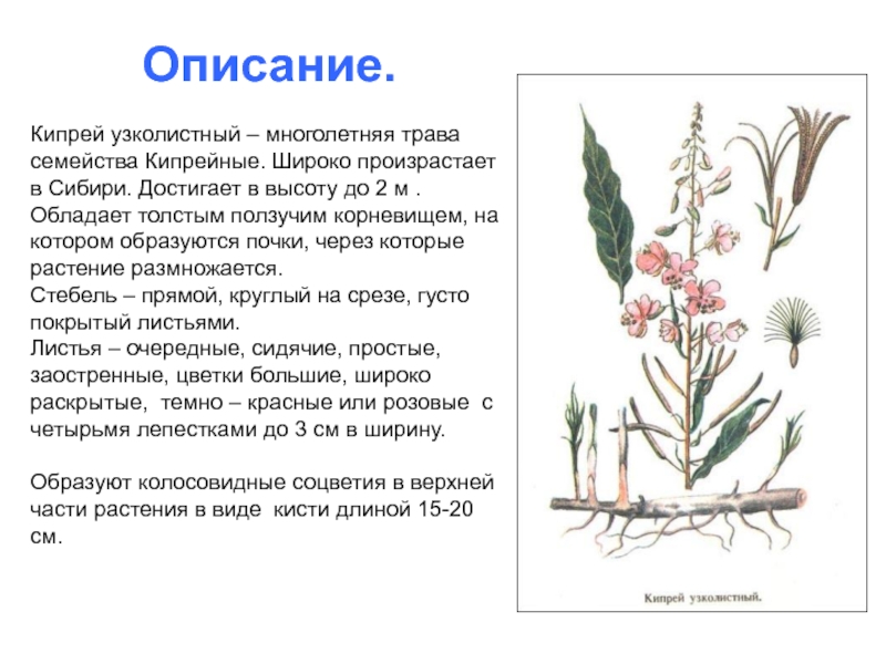 Кипрей род вид отдел. Кипрей узколистный описание растения. Кипрей узколистный морфология. Семейство Кипрейные описание.