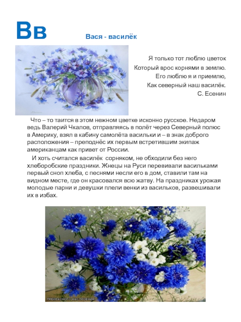 Цветок василек фото и описание