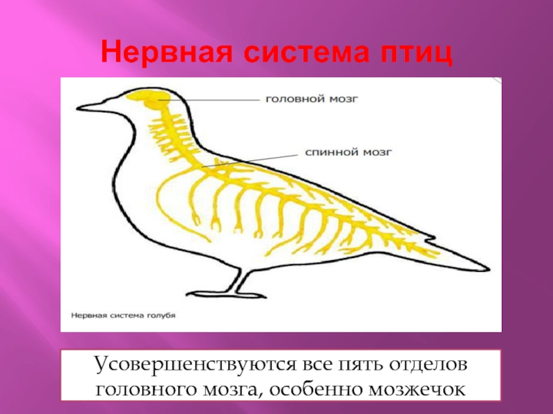 Реферат: Болезни нервной системы птиц