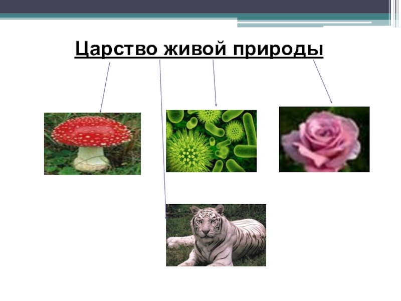 Урок по биологии живая природа. Царство живой природы 5 класс биология. 5 Царств живой природы в биологии. Схема царства живой природы 5 класс биология. Царства живой природы 5 класс биология мир живых организмов.