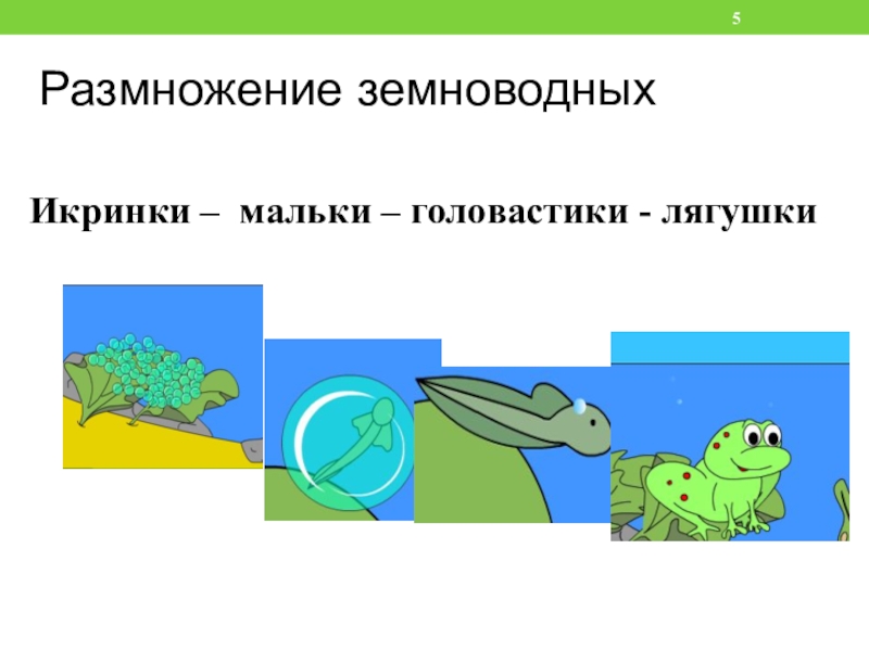 Размножение земноводных. Размножениеземноводны ъ. Класс земноводные размножение. Земноводные размножение 3 класс.