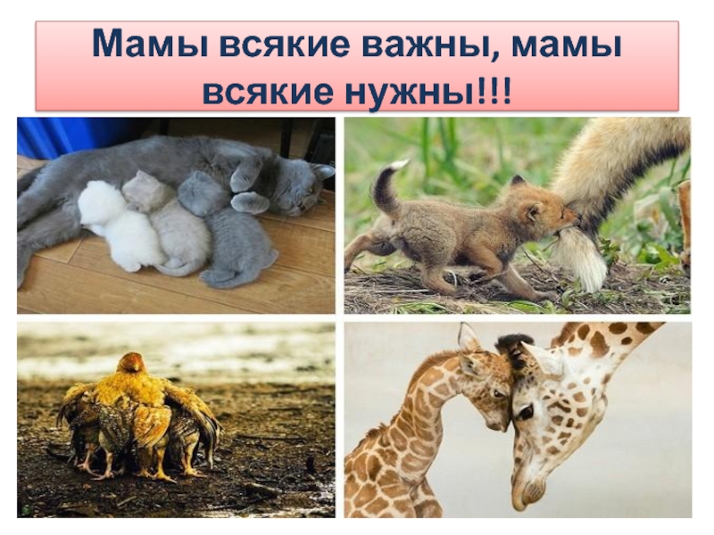 Важная мама. Мамы всякие нужны мамы всякие важны. Фотовыставка мамы всякие нужны мамы всякие важны. Мамы разные нужны мамы всякие важны, животные. Мама всякая нужна мама всякая важна.