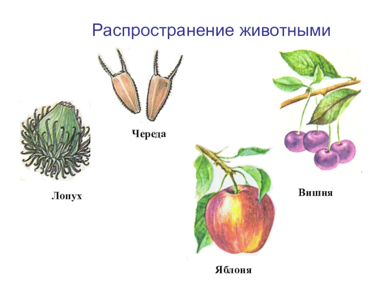 Строение плодов и их распространение. Способ распространения яблони. Распространение плодов яблони. Плод яблоко приспособления для распространения плодов. Способ распространения плодов яблони.