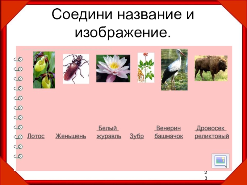 Растения и животные 2 класс окружающий. Окружающий мир животные и растения красной книги. Задания по красной книге. Задания по теме красная книга. Соединить картинку с названием.