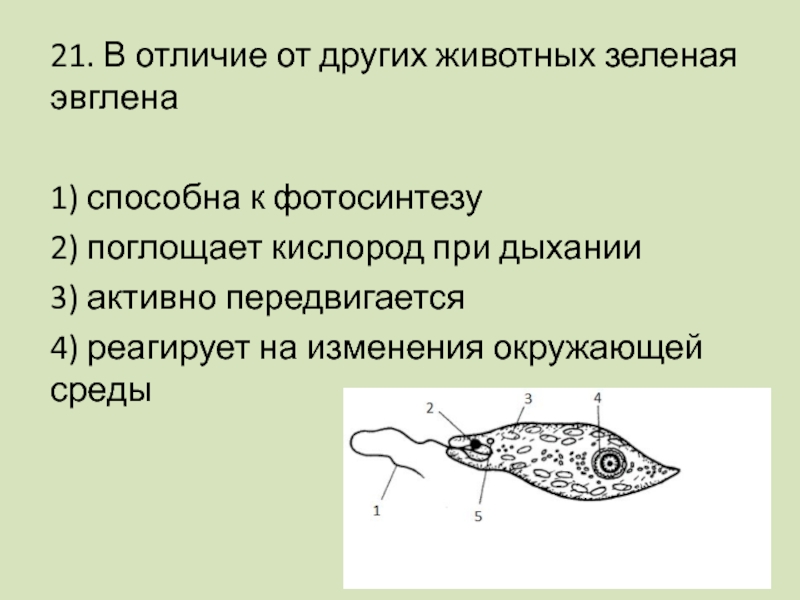 Что общего между показанными на рисунке организмами и что их отличает эвглена зеленая и