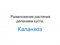 Материалы к уроку Размножение растения делением куста