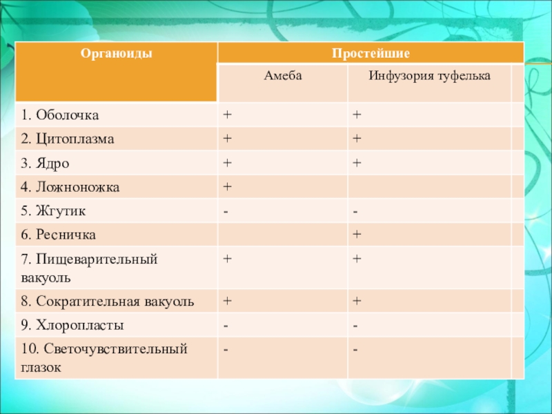 Функции органоидов класс. Органеллы инфузории туфельки и их функции. Органоиды инфузории туфельки и их функции. Органоиды простейших и их функции таблица. Органоиды амебы и их функции.