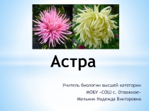 Презентация по биологии на тему Селекция растений. Астра
