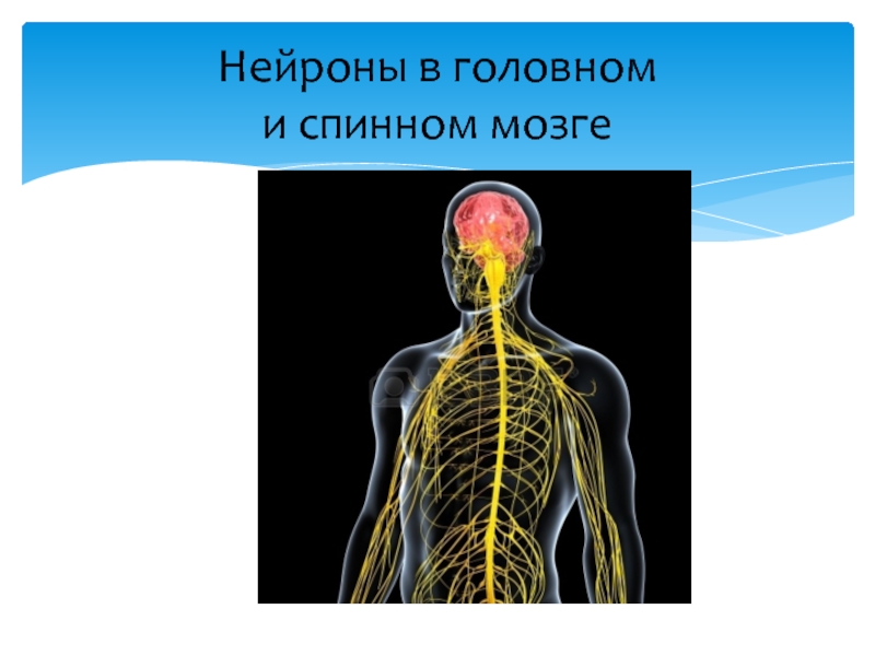 Спинной и головной мозг тест 8 класс. Спинной и головной мозг биология 8 класс. Спинной мозг 8 класс биология. Презентации по биологии головной и спинной мозг. Центральные Нейроны головной и спинной мозг.