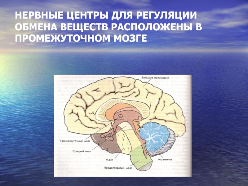 Передний мозг центр регуляции. Нервные центры промежуточного мозга. Нервный центр. Центры регуляции промежуточного мозга. Нервные центры для регуляции обмена веществ.