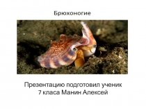 Презентация  Моллюски 7 класс