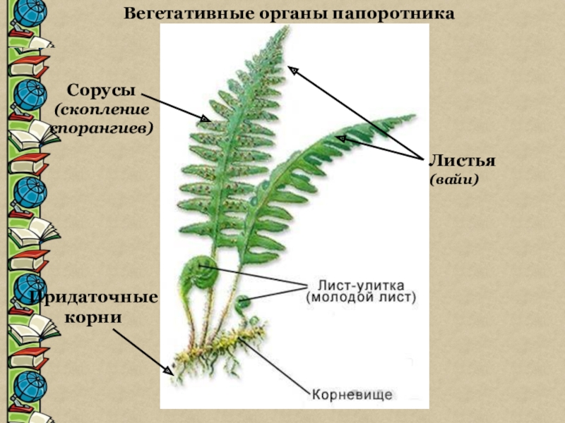 Листья(вайи)Сорусы(скопление спорангиев)Придаточные корниВегетативные органы папоротника