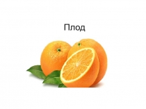 Плод