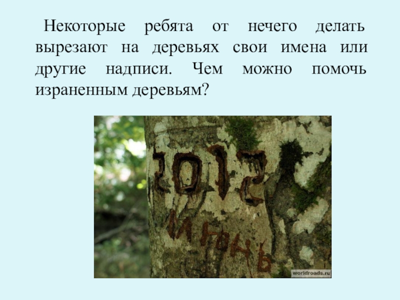 От нечего делать. Текст на дереве. Не вырезайте надписи на деревьях. Дерева своё имя. Саша имя вырезано на дереве.