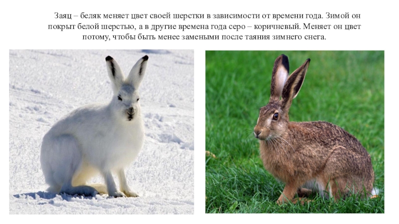 Изменение окраски шерсти у зайца беляка. Заяц Беляк зимой и летом. Заяц Беляк летний окрас. Заяц Беляк меняет окраску. Заяц Беляк меняет окраску весной.