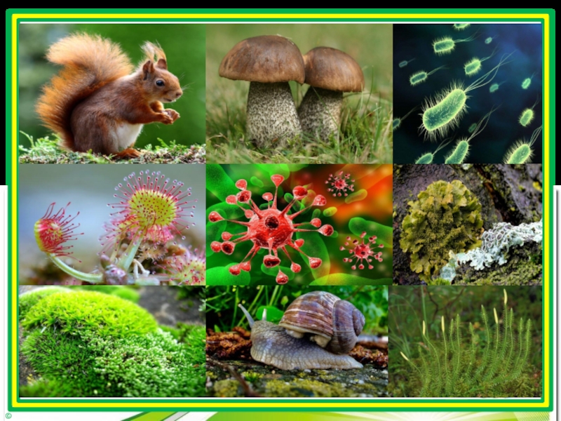 Живой мир 5 класса. Живые организмы. Разнообразные живые организмы. Разнообразие живой природы. Многообразие живых организмов.