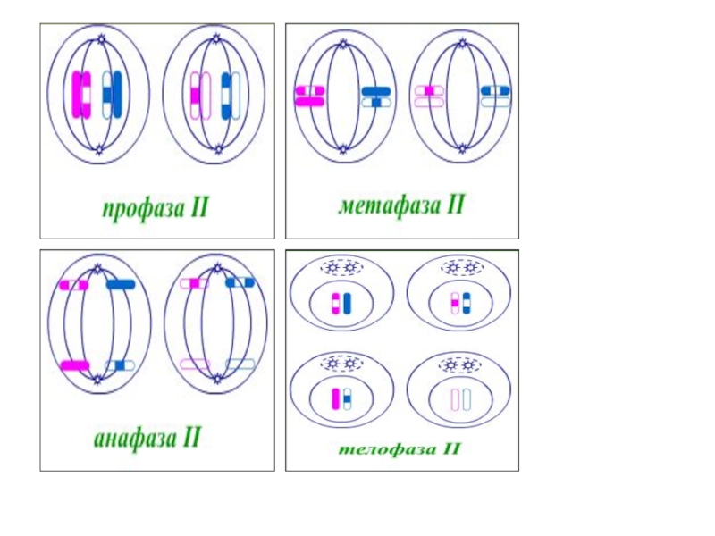 Сколько хромосом в телофазе мейоза 1. Метафаза мейоза 2. Метафаза мейоза 1 и 2. Схема профазы 1 мейоза. Мейоз 2 метафаза 2.