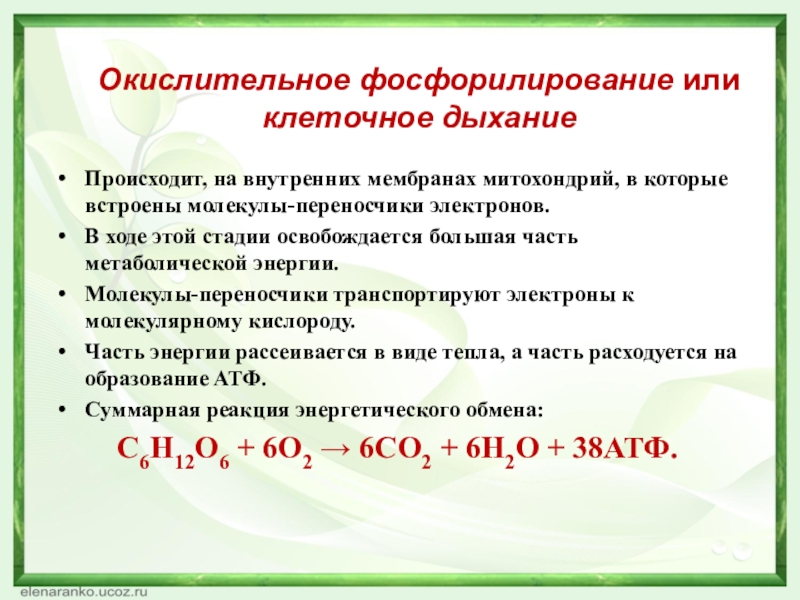 Окислительное фосфорилирование или клеточное дыханиеПроисходит, на внутренних мембранах митохондрий, в которые встроены молекулы-переносчики электронов. В ходе этой