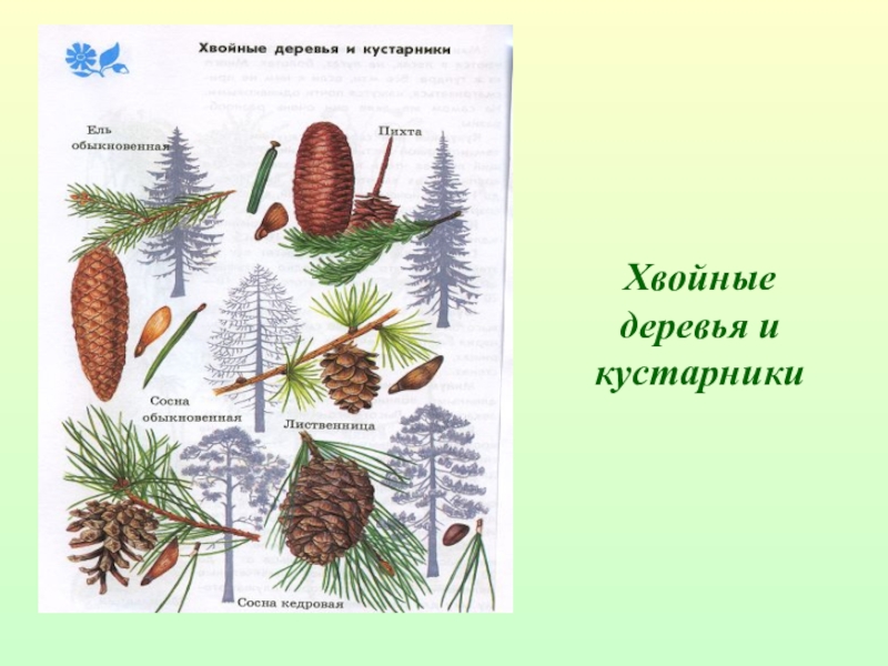 Хвойные деревья презентация 1 класс школа 21 века