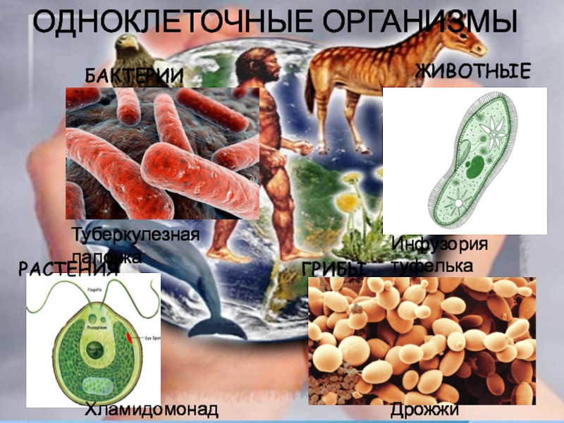 Какие организмы клеточные. Одноклеточные бактерии. Питание одноклеточных организмов. Стрептококк одноклеточный или многоклеточный. Одноклеточные организмы названия.