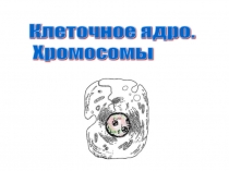 Презентация по биологии на тему Клеточное ядро. Хромосомы (9 класс)