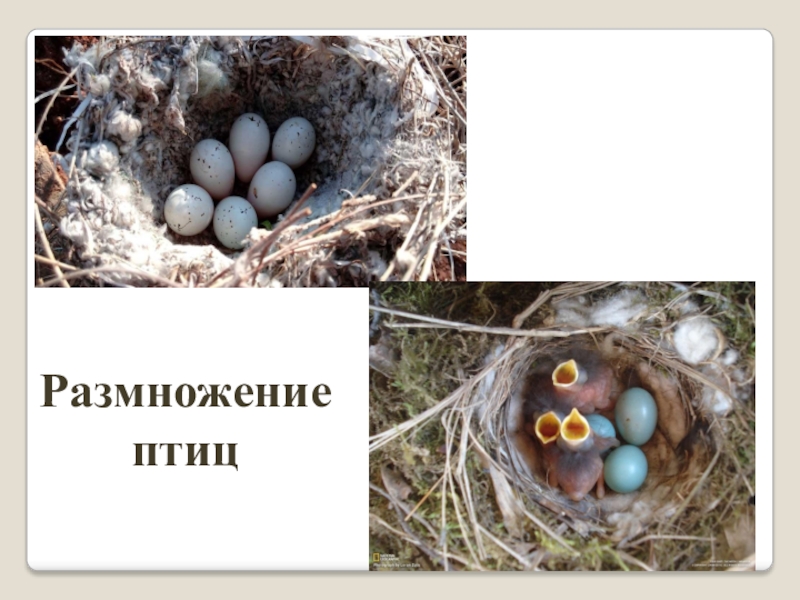 Тест размножение птиц. Размножение птиц. Оплодотворение у птиц. Презентация гнездование птиц. Размножение птиц фото.