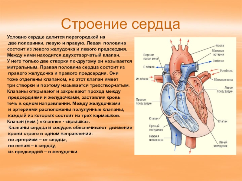 Сердце презентация 8 класс биология